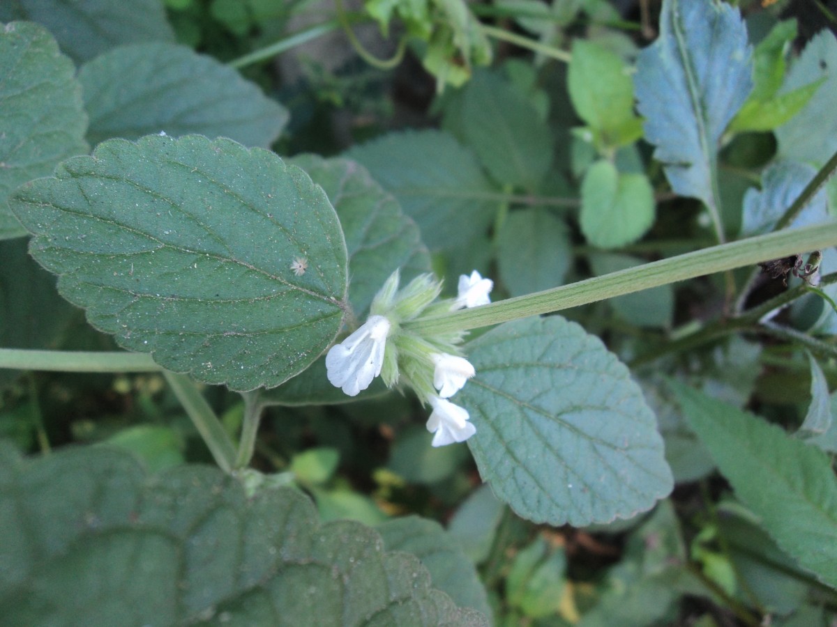 Leucas marrubioides Desf.